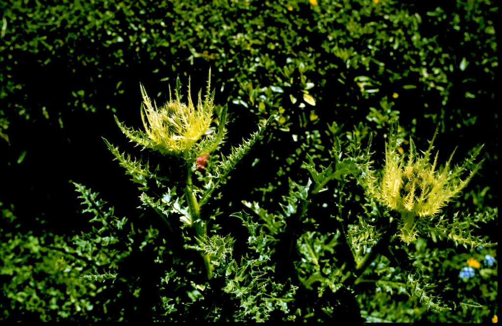 Cirsium spinosissimum?  S  !